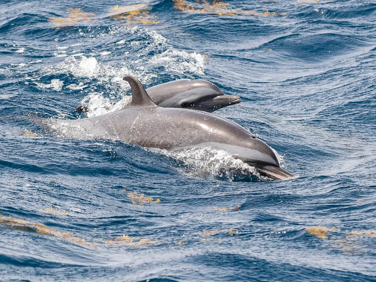 Deux dauphins tachetés nageant dans les eaux du sanctuaire Agoa