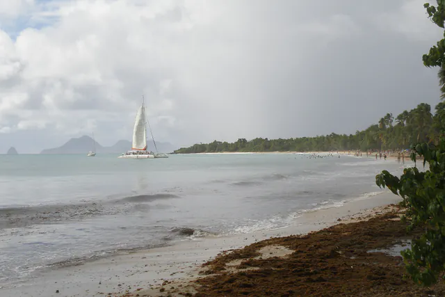 Sable et cocotiers à la Grande Anse des Salines