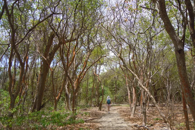 Randonneuse dans la forêt sèche de la Trace des Caps